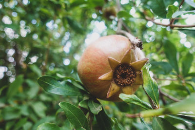 Close-up of strawberry growing on tree