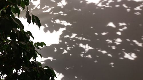 Low angle view of tree against sky