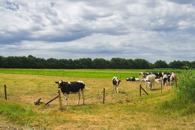 Horses in a field