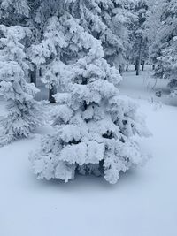 Snow covered trees on field