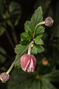 Close-up of flower growing in garden