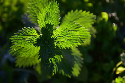 Close-up of green leaves