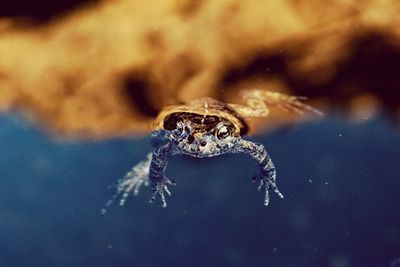 Close-up of frog swimming in water