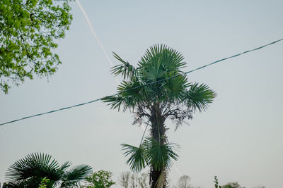 Low angle view of palm tree against sky