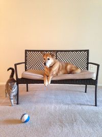 Portrait of dog sitting on table