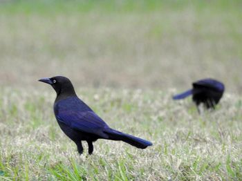 Bird perching on field
