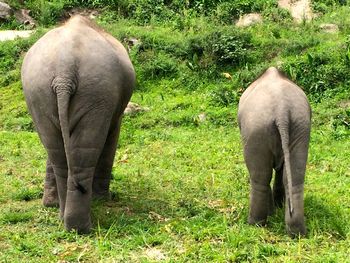 Elephant in a field