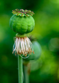 Close-up of flower