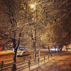 Empty road with bare trees in background