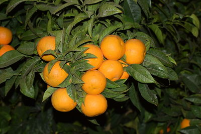 Close-up of oranges on tree