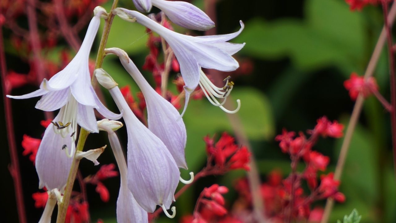 flowering plant, flower, petal, plant, fragility, beauty in nature, vulnerability, freshness, growth, close-up, flower head, inflorescence, focus on foreground, white color, no people, nature, day, selective focus, botany, outdoors