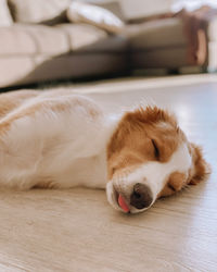 Border collie dog sleeping