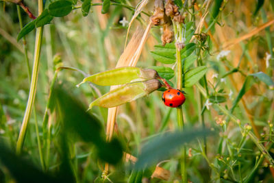 Close-up of red berries on plant