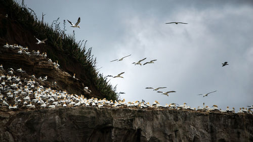 Low angle view of birds flying in sky