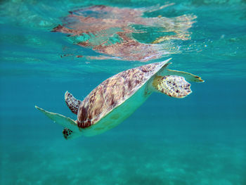 Sea turtle wildlife snorkeling in st. thomas, virgin islands