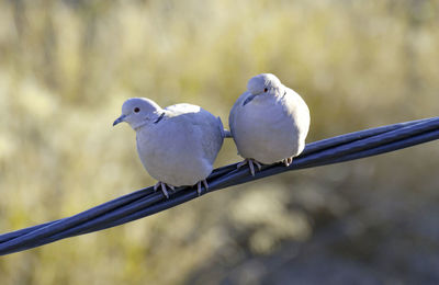 Close-up of bird perching outdoors