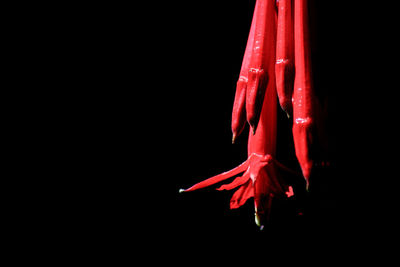 Close-up of red chili peppers against black background
