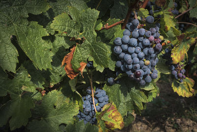 Grapes growing in vineyard