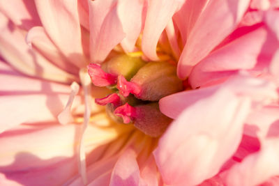 Full frame shot of pink flower