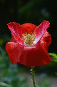 Close-up of red rose flower