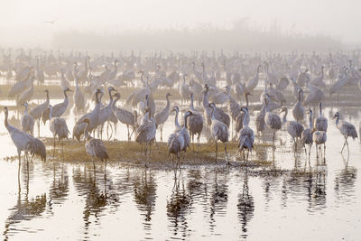 Cranes perching in lake against sky