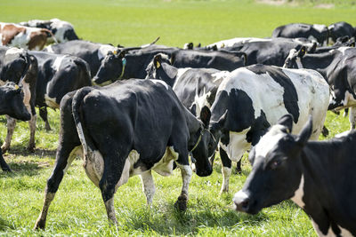 Cows on field