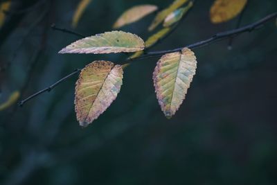 Close-up of autumnal leaves against blurred background