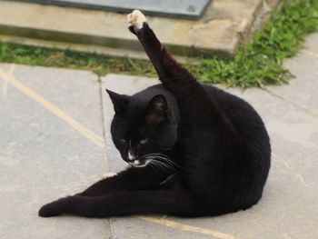 Black cat sitting on footpath