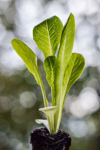 Close-up of fresh green leaves