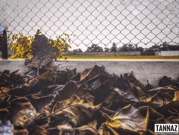 Close-up of dry leaves on chainlink fence against sky