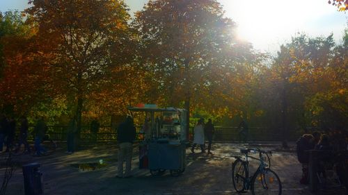 Sun shining through trees