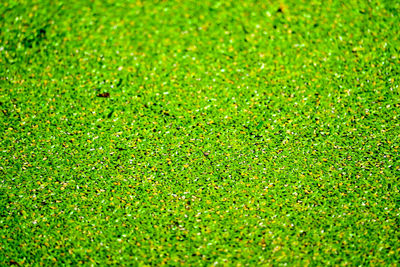 Full frame shot of soccer field