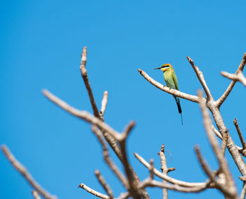 Low angle view of bird perching on branch against sky