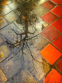 Reflection of tree in puddle