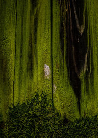 Pine tree in forest
