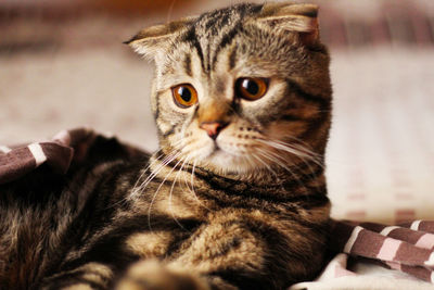 Close-up portrait of tabby cat