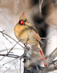 Female northern cardinal