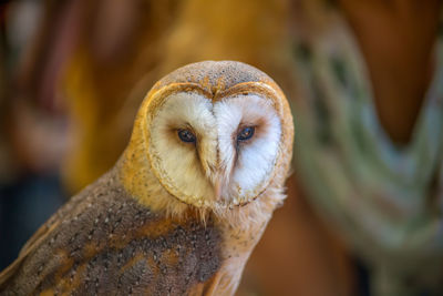 Close-up portrait of owl outdoors