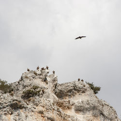 Low angle view of bird flying against sky