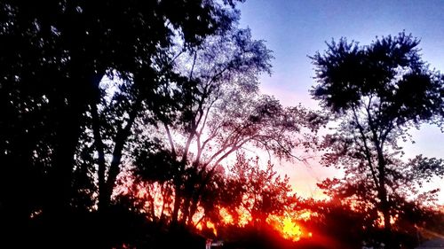 Low angle view of silhouette trees against sky at sunset