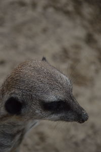 Close-up of an animal