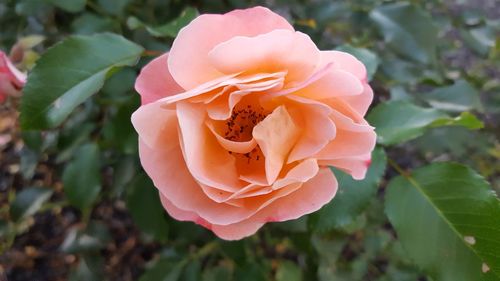 Close-up of rose blooming outdoors