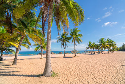 Palm trees on beach against sky