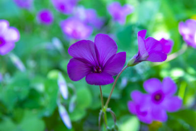 Close-up of purple flowering plant