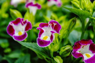 Close-up of pink flowering plant