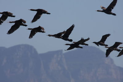 Low angle view of birds flying against sky