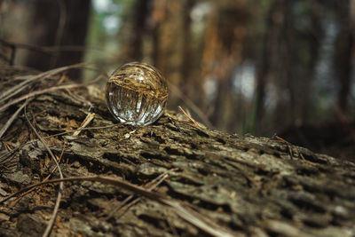 Environment concept, a crystal ball lies on a moss in the forest, reflection of the forest. 