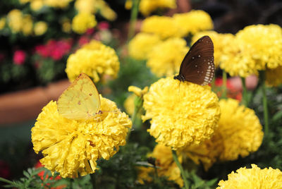 Close-up of butterflies on yellow flowers