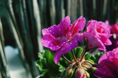 Close-up of pink flowers