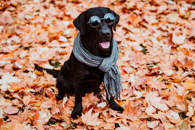 Beautiful black labrador sitting outdoors on brown leaves background, wearing a grey scarf. autumn 